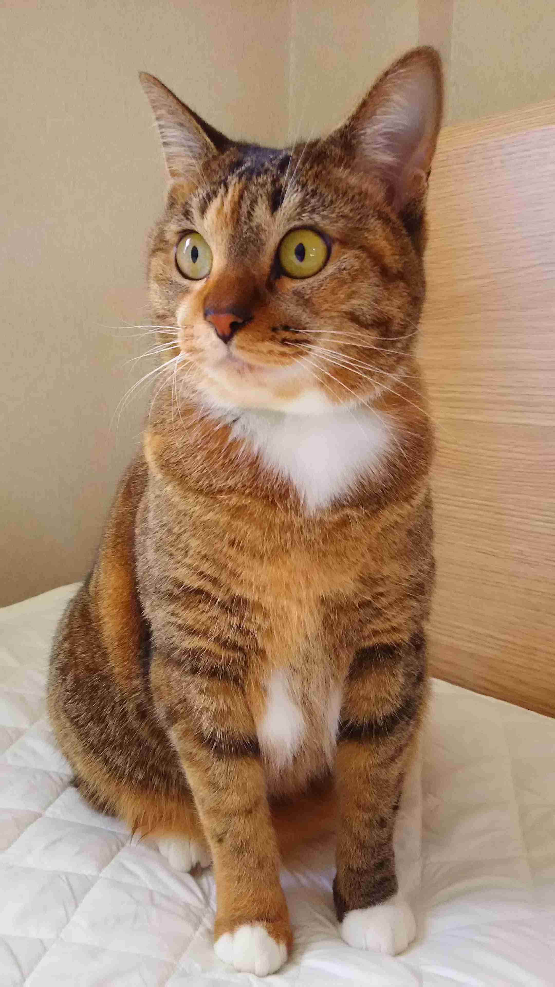 (身バレしない程度に)お宅の猫ちゃん見せてください!