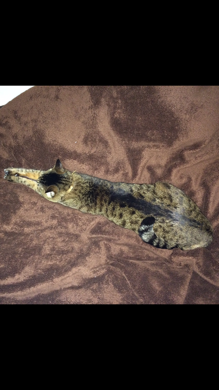 (身バレしない程度に)お宅の猫ちゃん見せてください！