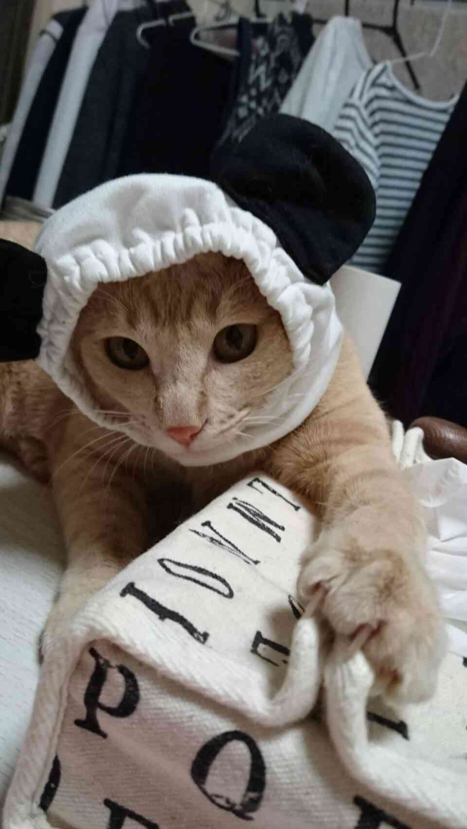 (身バレしない程度に)お宅の猫ちゃん見せてください!