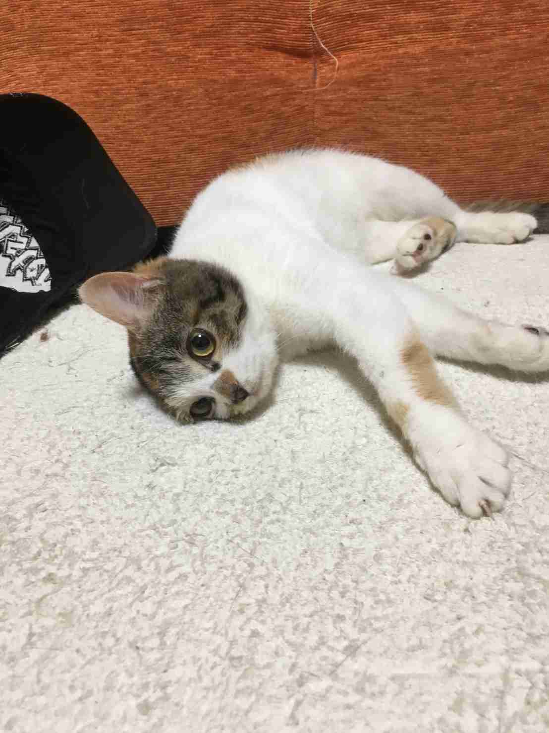 (身バレしない程度に)お宅の猫ちゃん見せてください!