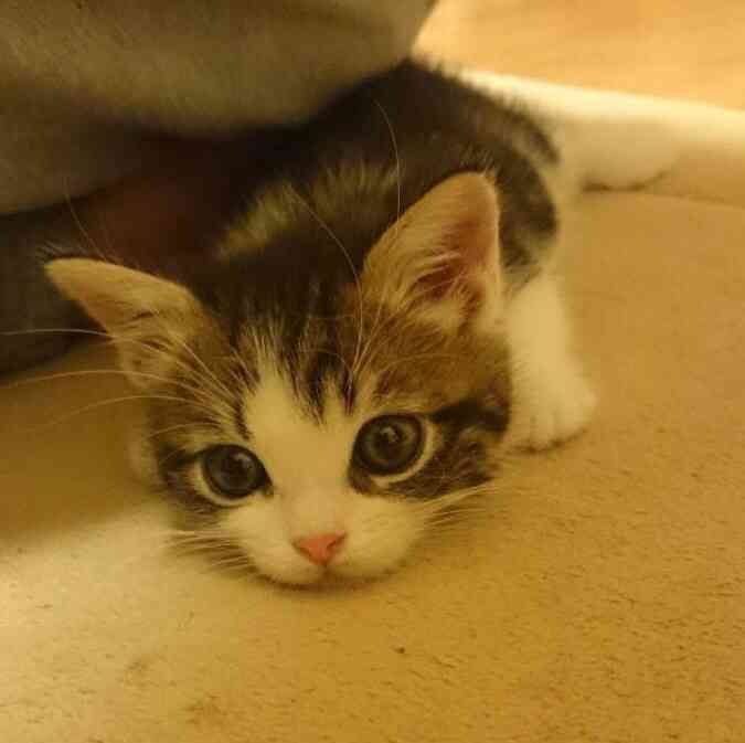 (身バレしない程度に)お宅の猫ちゃん見せてください!