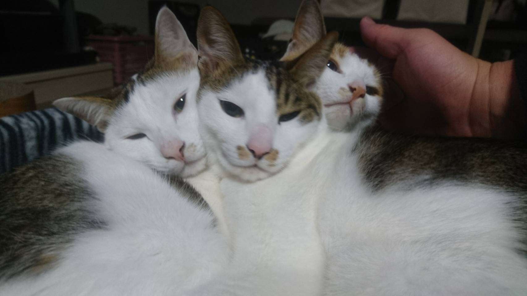 (身バレしない程度に)お宅の猫ちゃん見せてください!