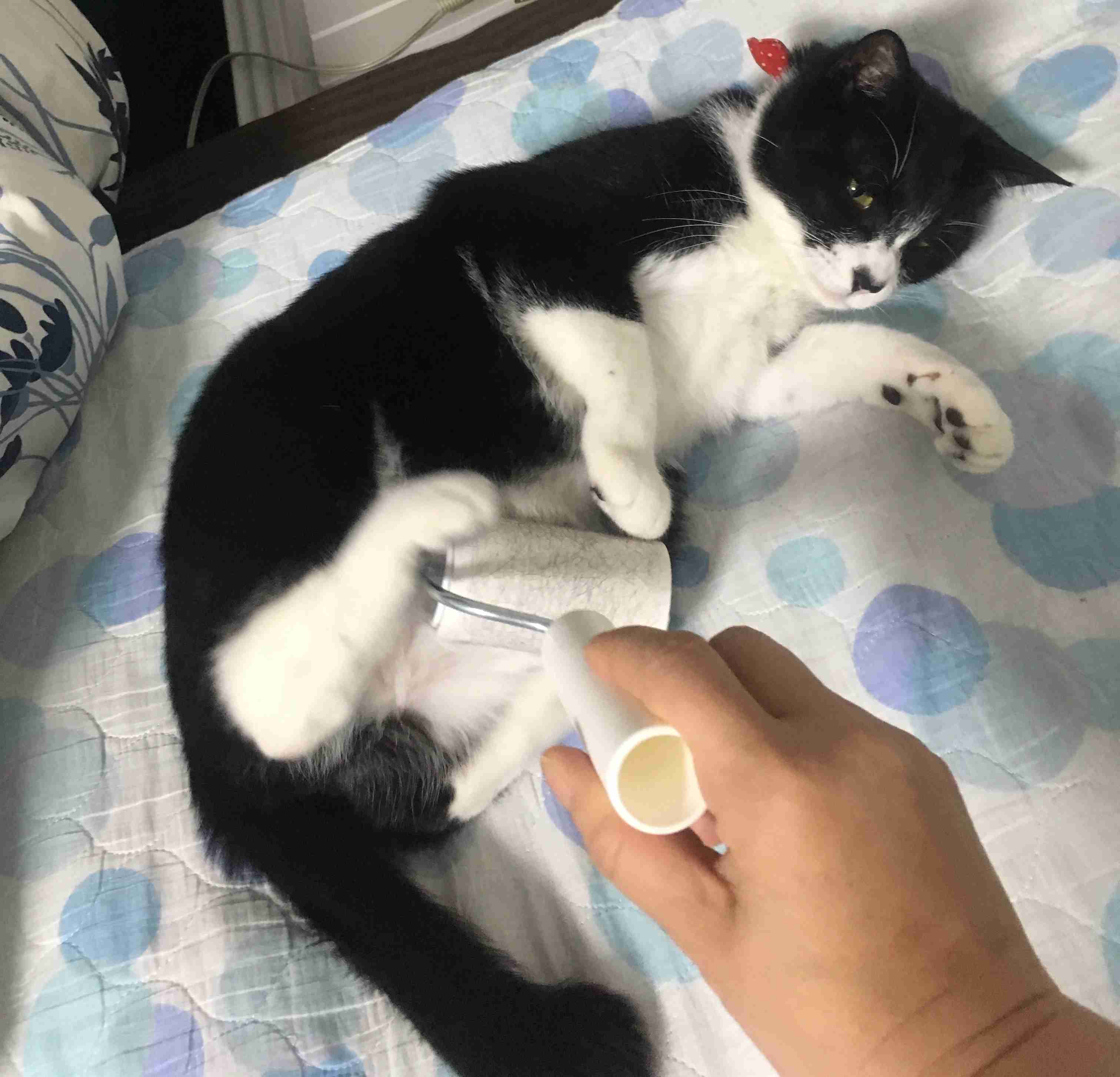 (身バレしない程度に)お宅の猫ちゃん見せてください!