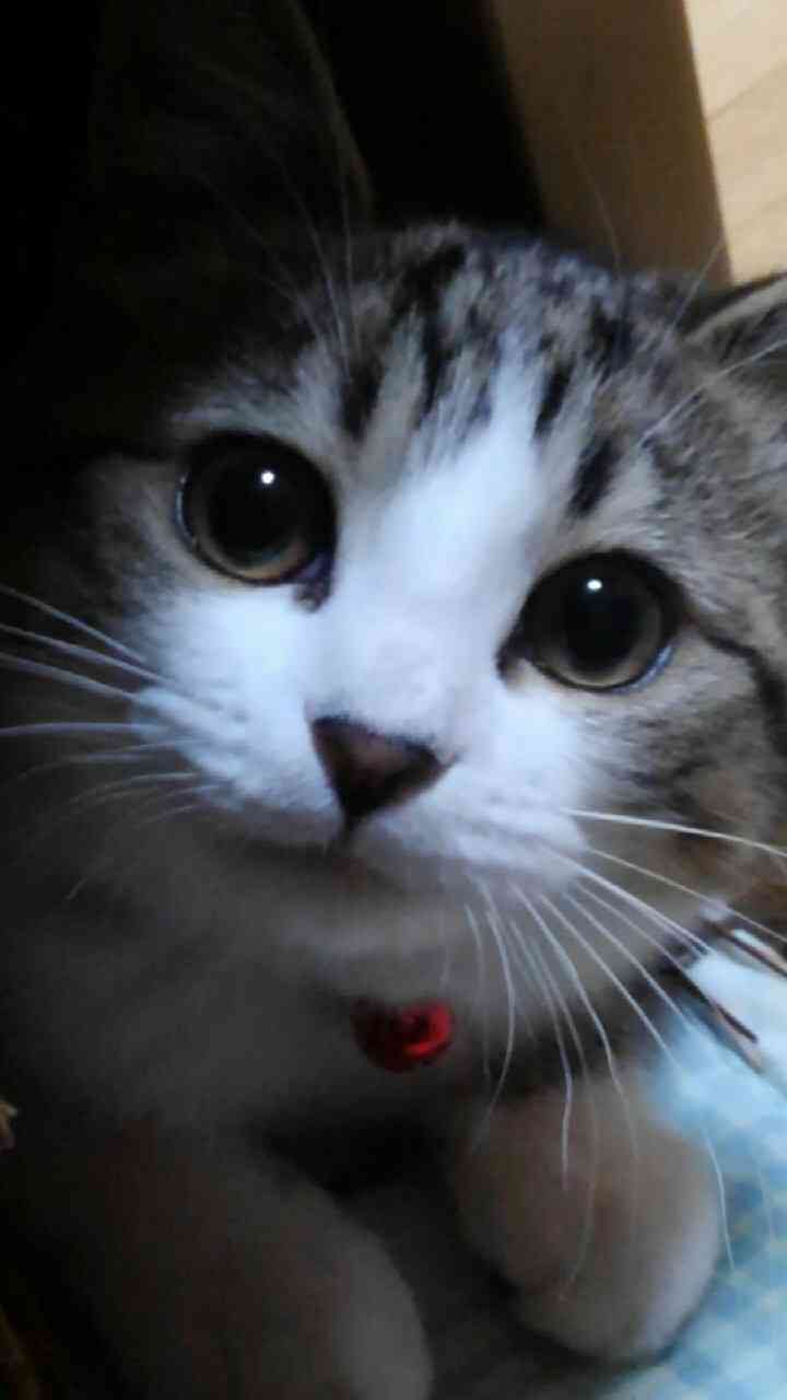 (身バレしない程度に)お宅の猫ちゃん見せてください!