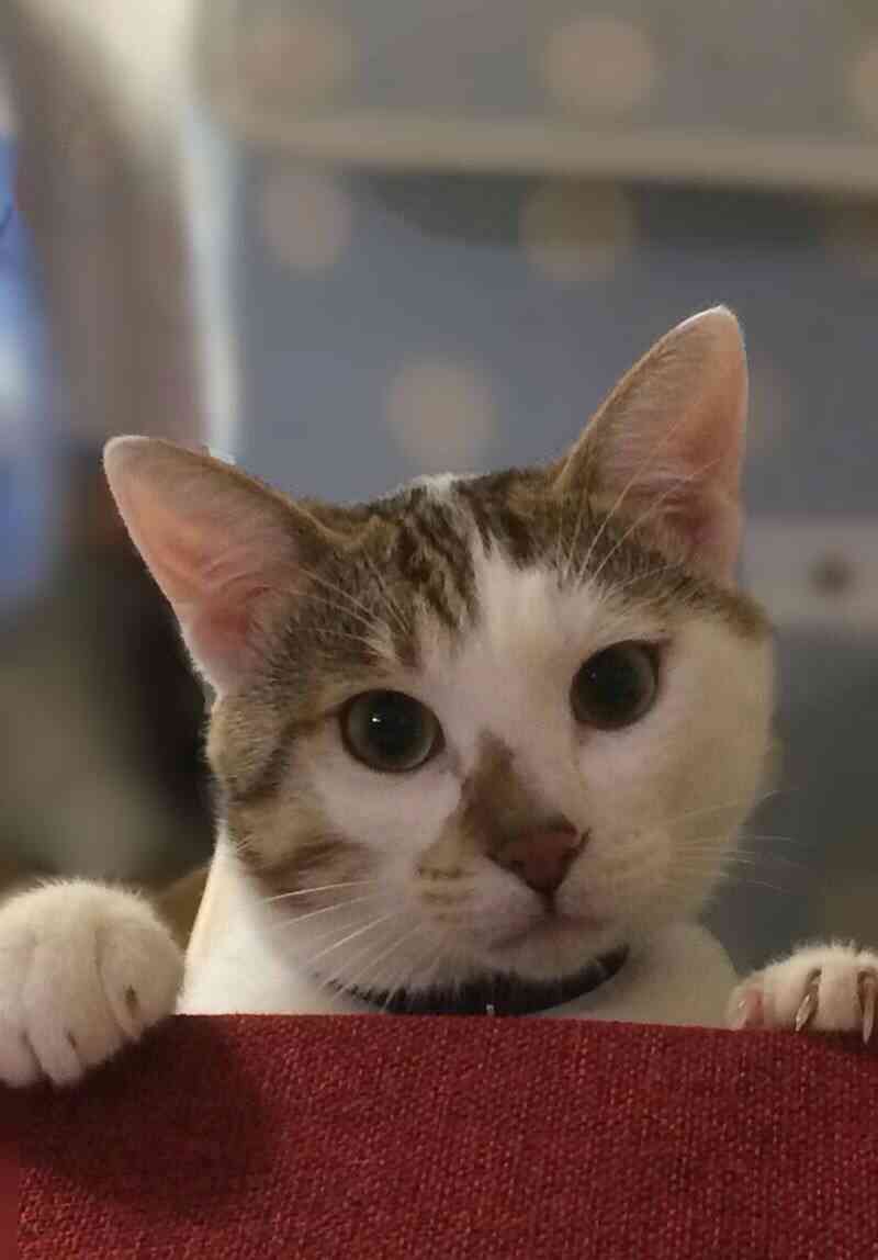 (身バレしない程度に)お宅の猫ちゃん見せてください!