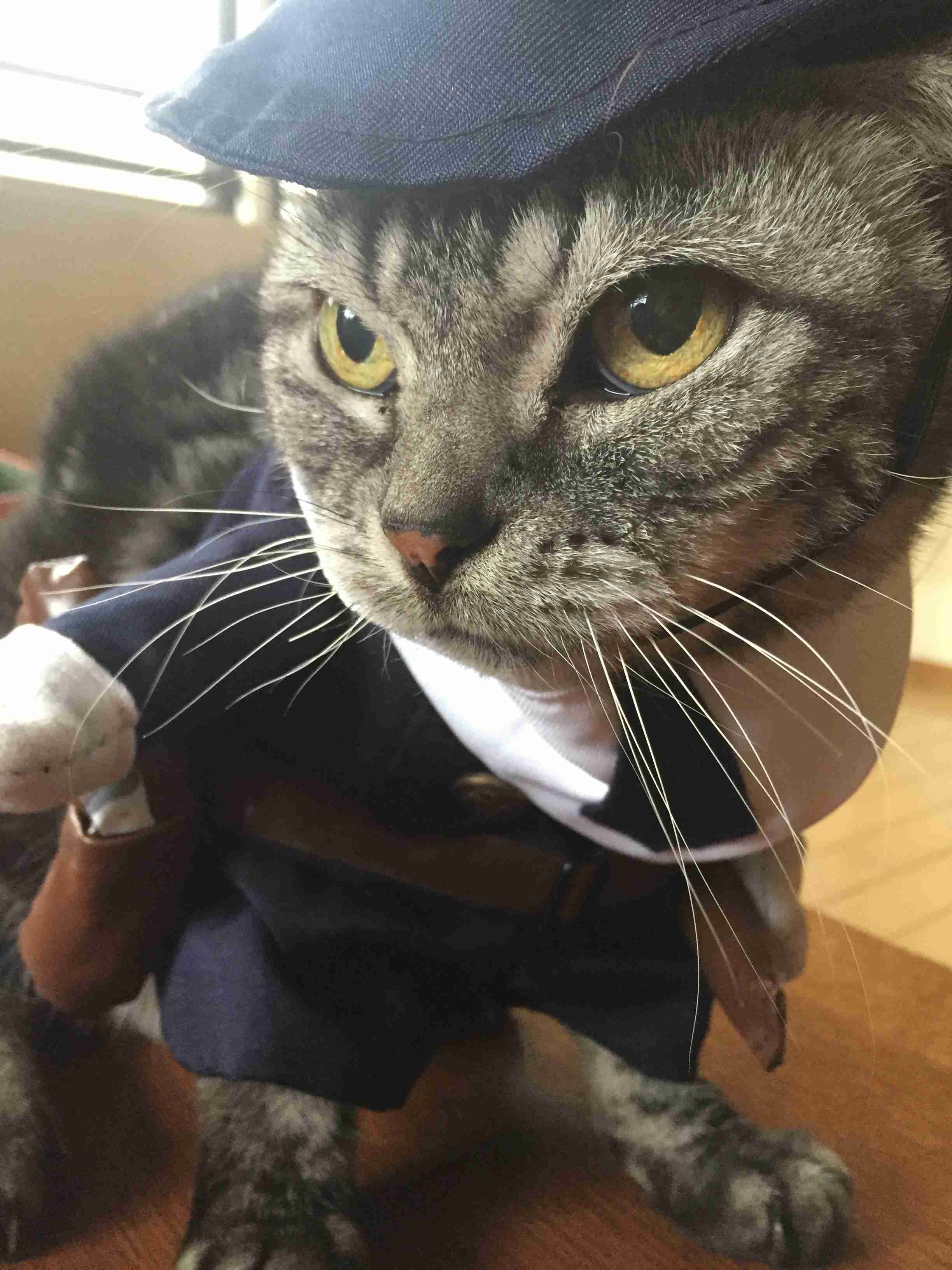 (身バレしない程度に)お宅の猫ちゃん見せてください!
