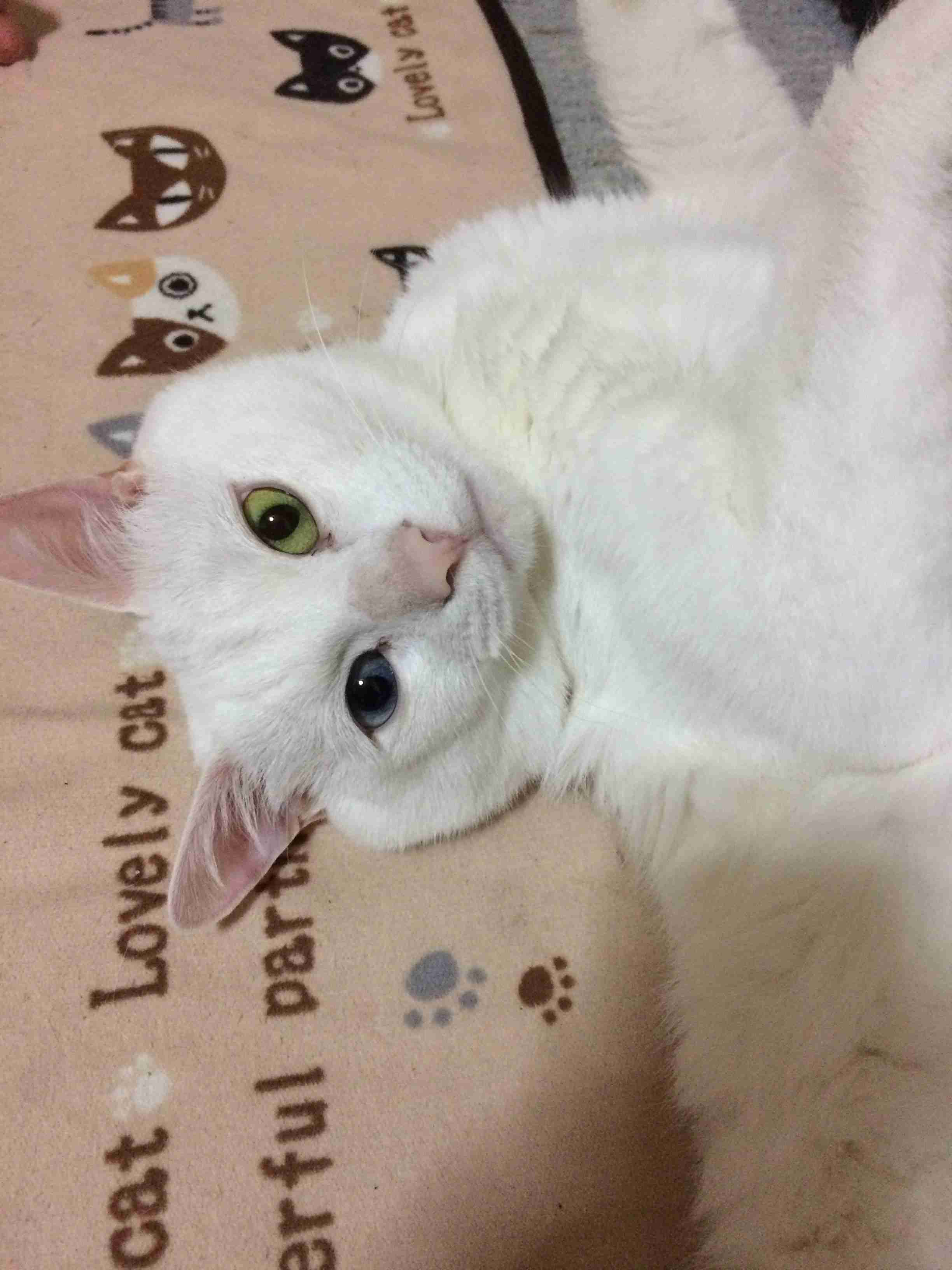 (身バレしない程度に)お宅の猫ちゃん見せてください!