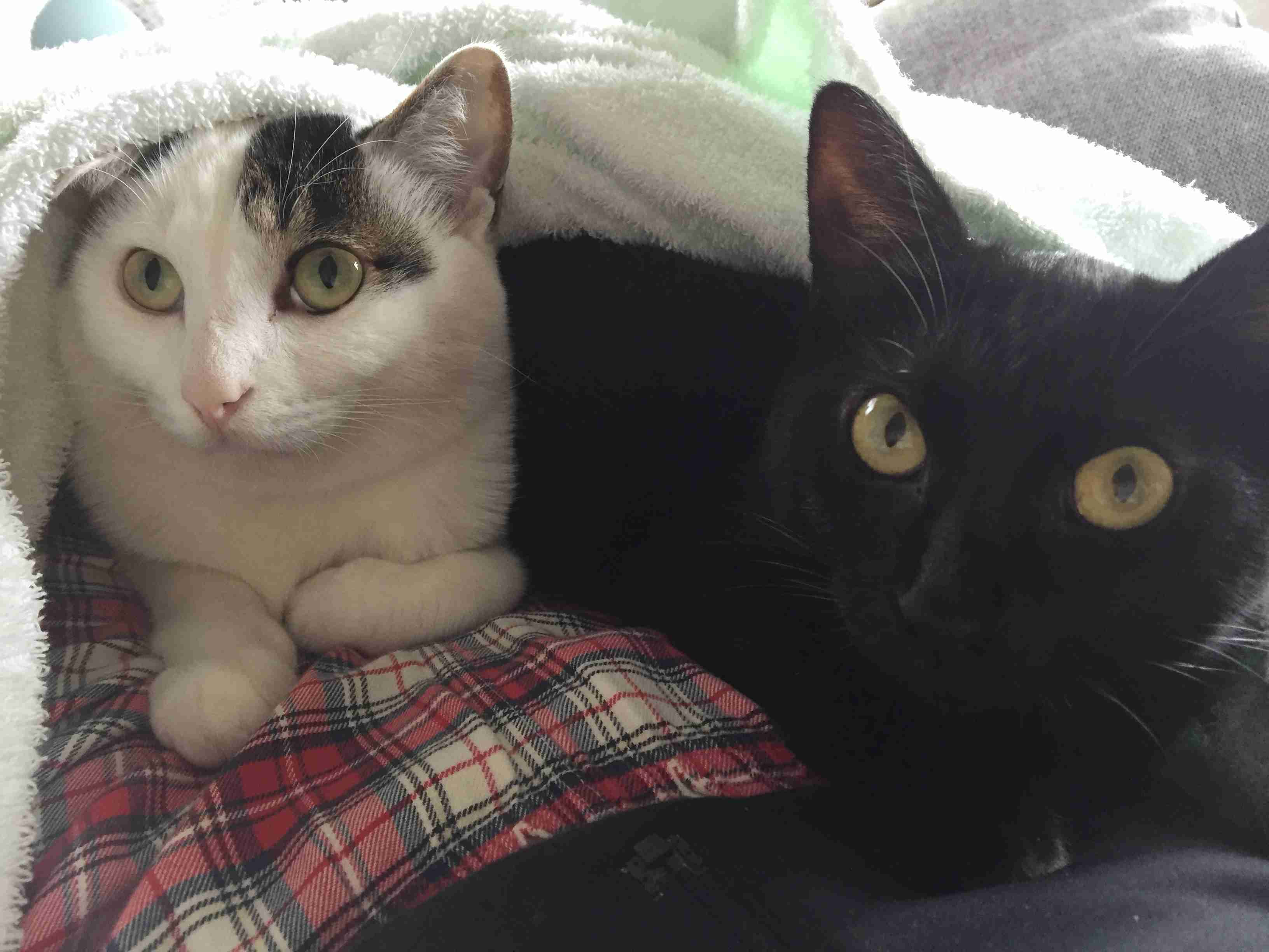 (身バレしない程度に)お宅の猫ちゃん見せてください!