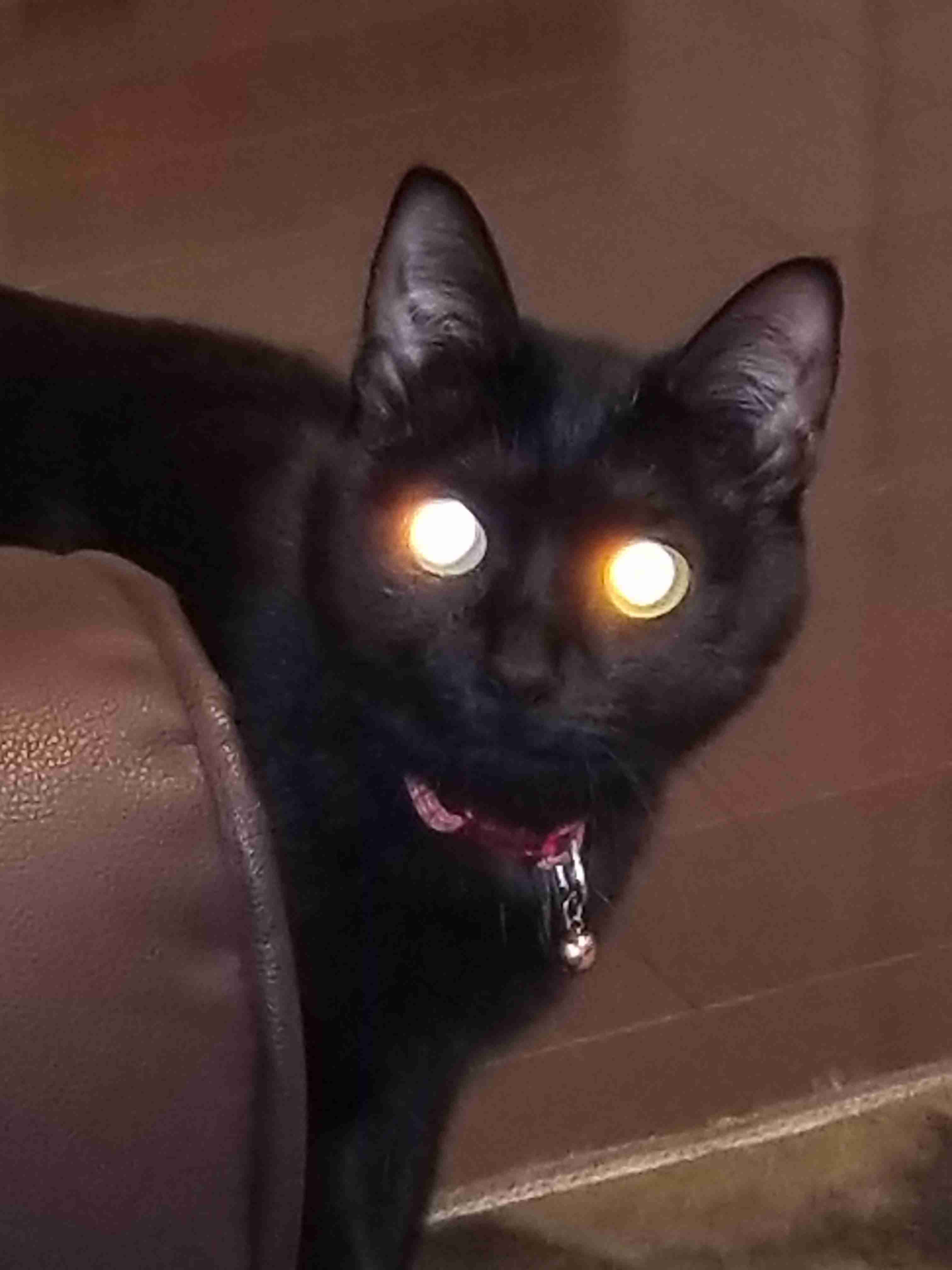(身バレしない程度に)お宅の猫ちゃん見せてください!