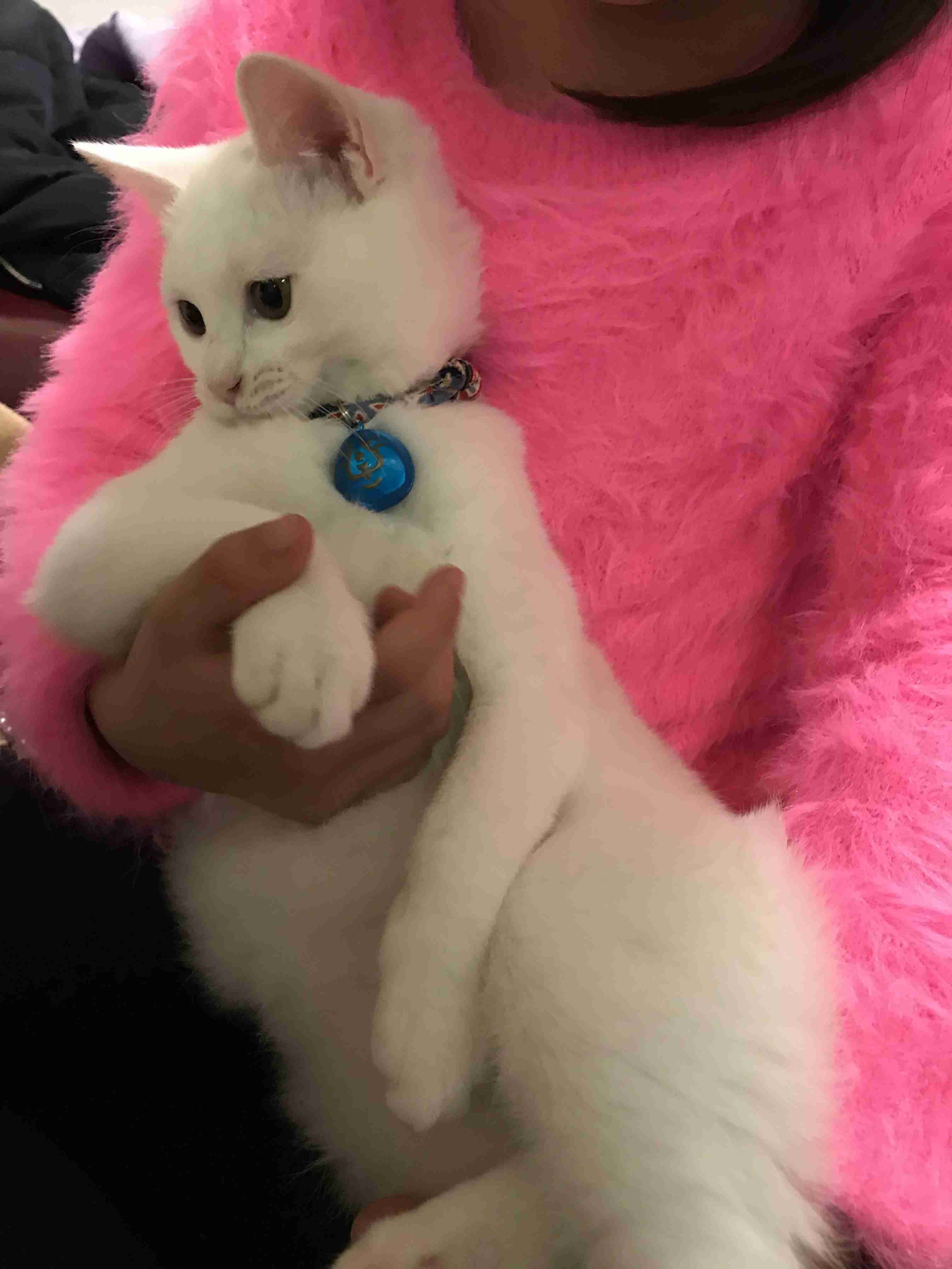 (身バレしない程度に)お宅の猫ちゃん見せてください!