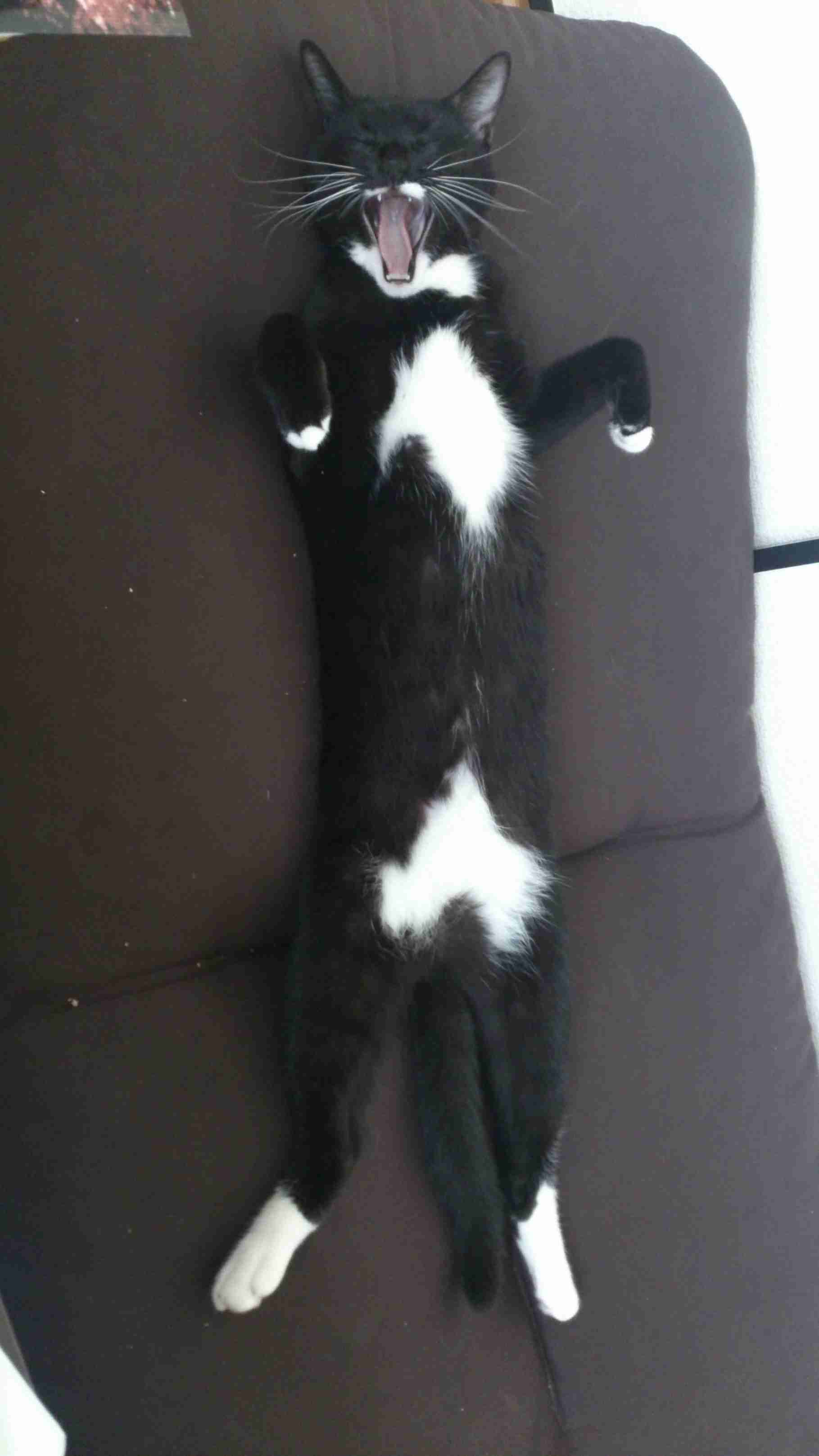 (身バレしない程度に)お宅の猫ちゃん見せてください!