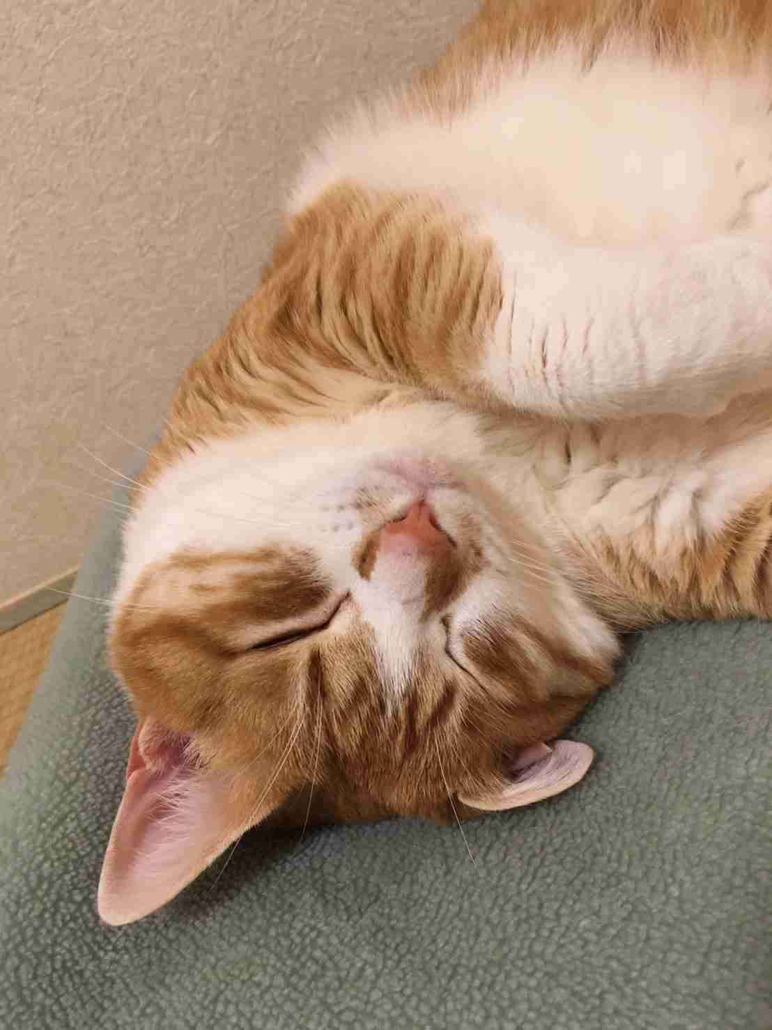 (身バレしない程度に)お宅の猫ちゃん見せてください!