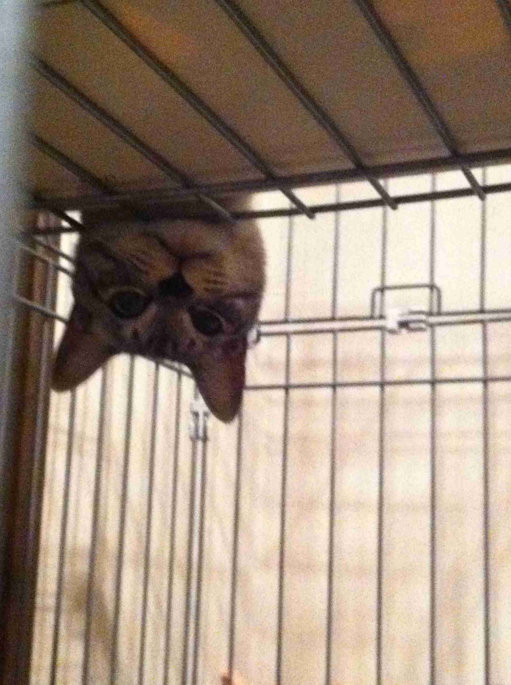 (身バレしない程度に)お宅の猫ちゃん見せてください!