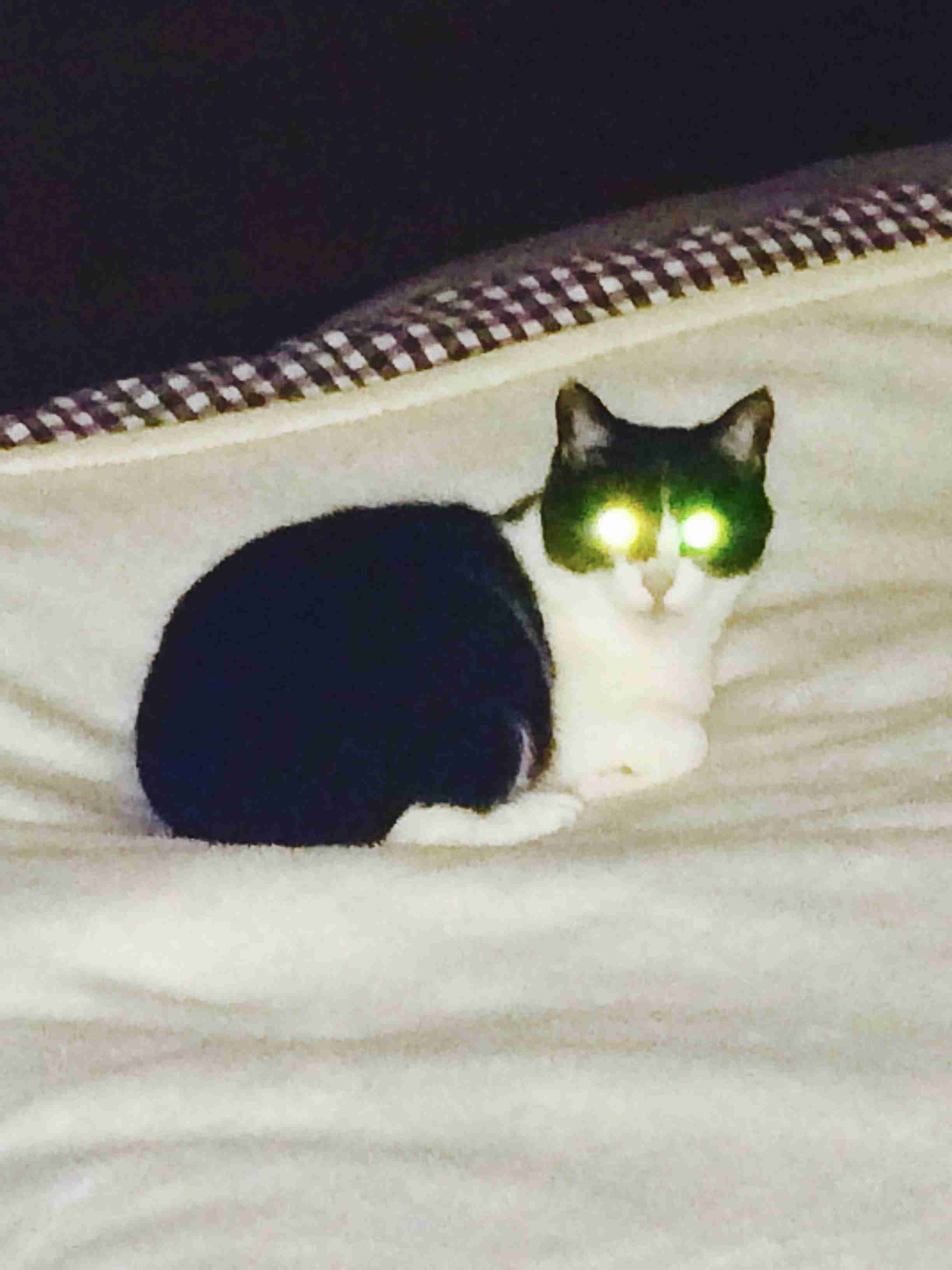 (身バレしない程度に)お宅の猫ちゃん見せてください!