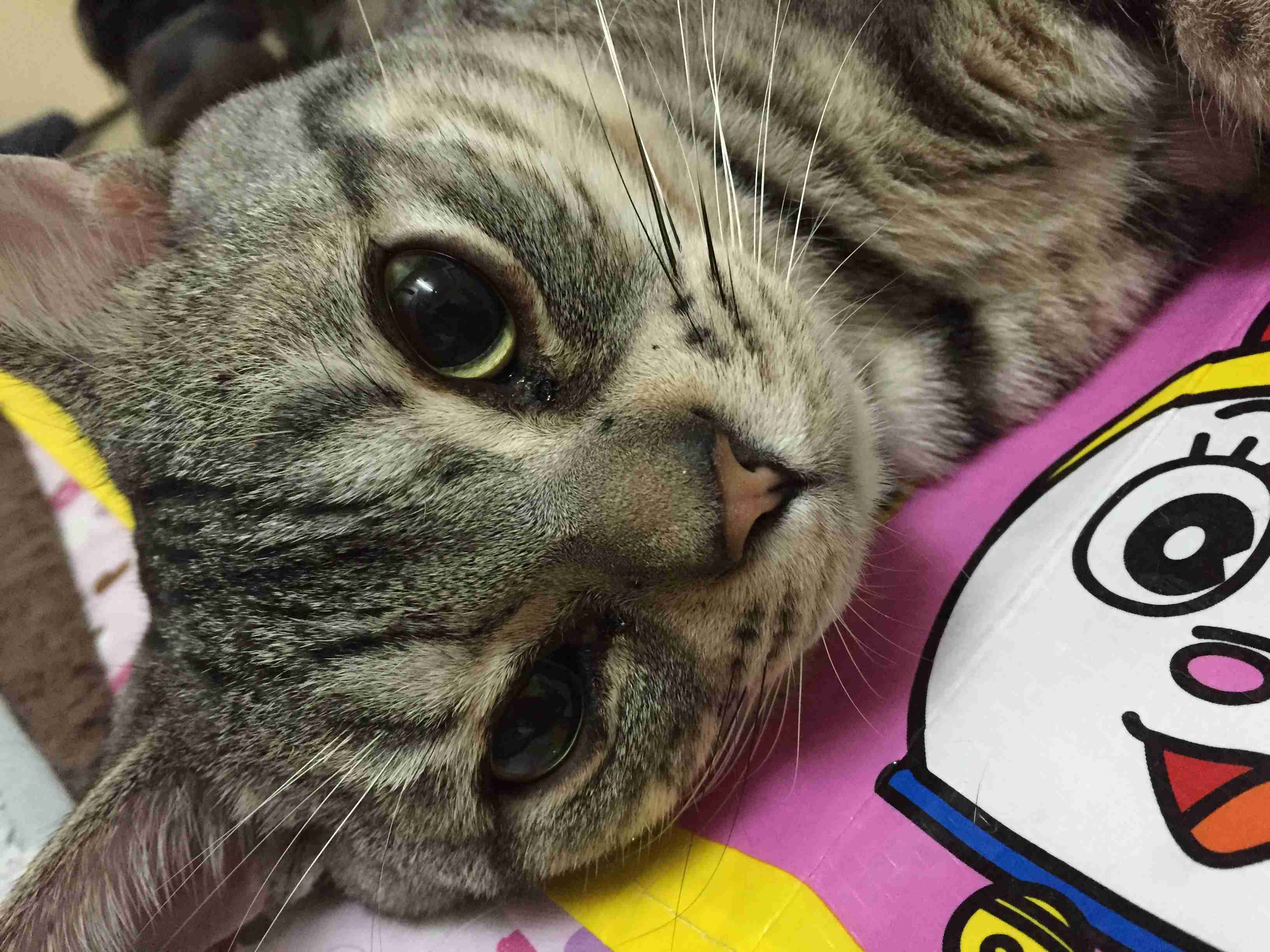 (身バレしない程度に)お宅の猫ちゃん見せてください!