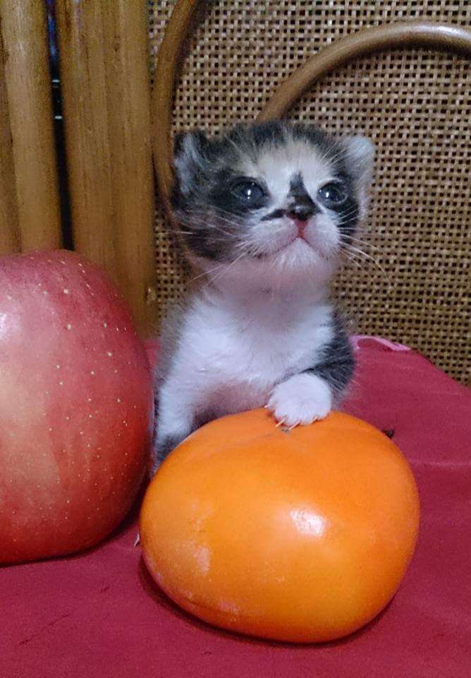 (身バレしない程度に)お宅の猫ちゃん見せてください!