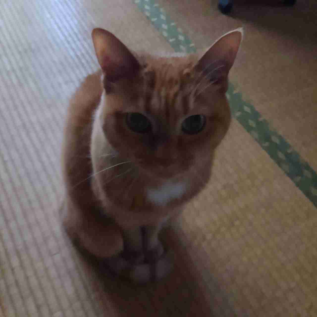 (身バレしない程度に)お宅の猫ちゃん見せてください!