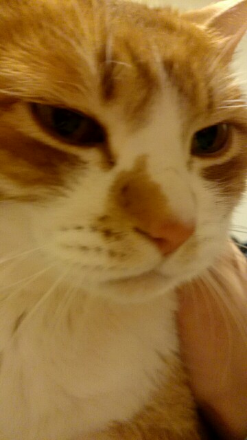 (身バレしない程度に)お宅の猫ちゃん見せてください!