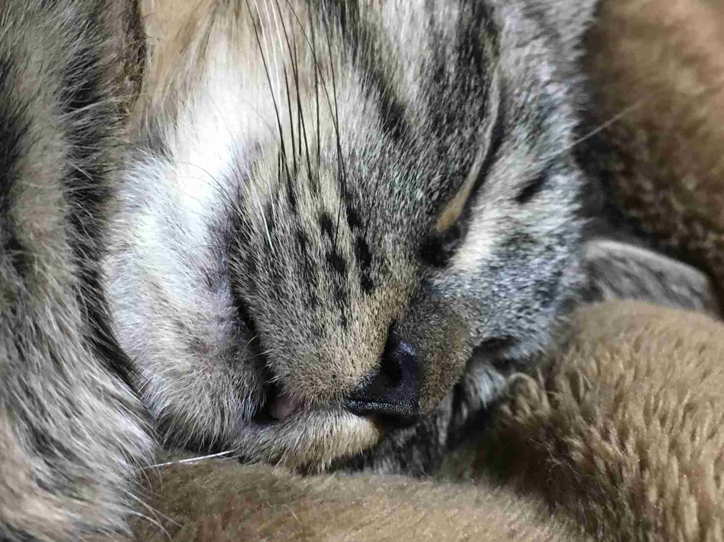 (身バレしない程度に)お宅の猫ちゃん見せてください！
