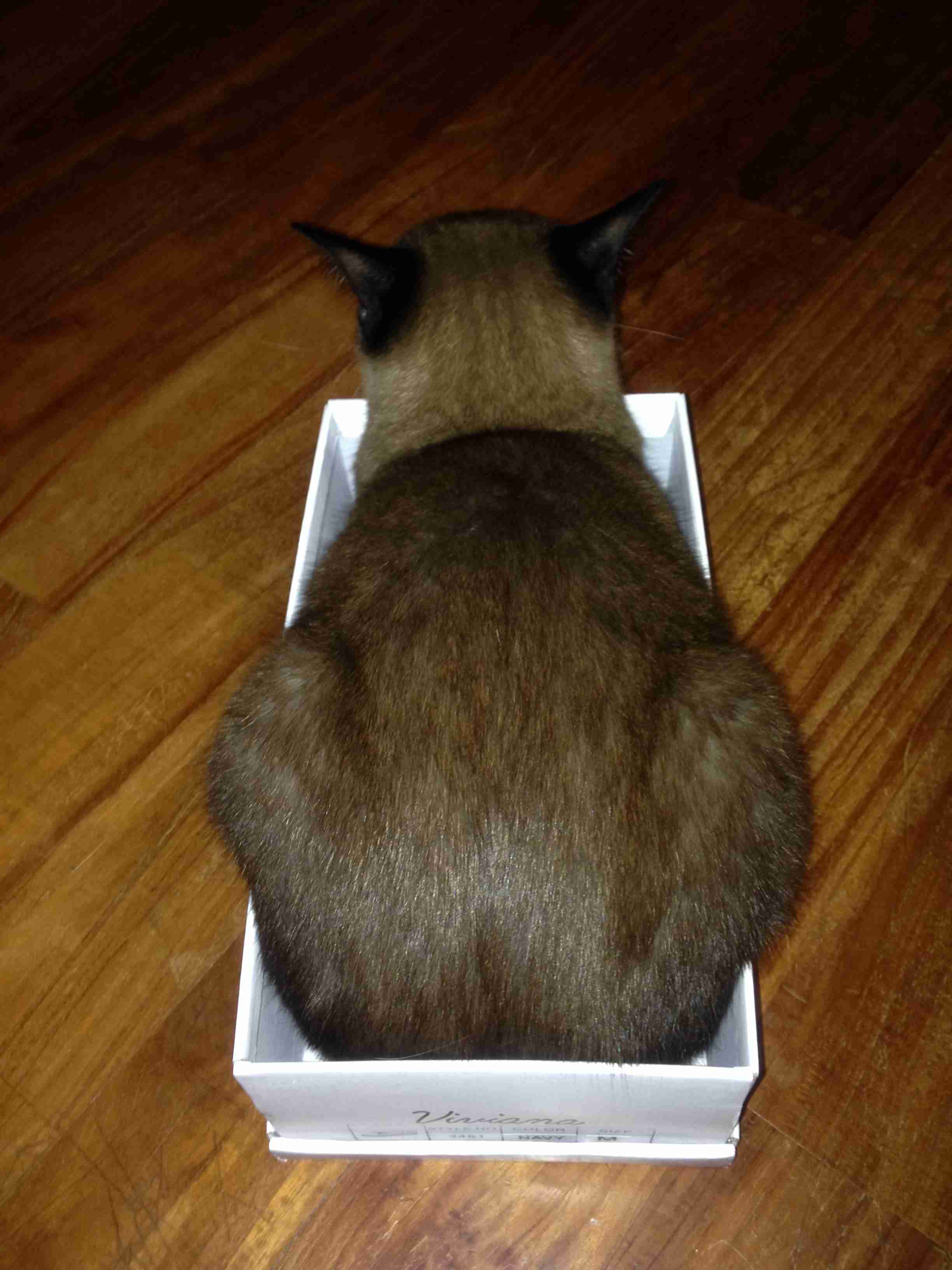 (身バレしない程度に)お宅の猫ちゃん見せてください!