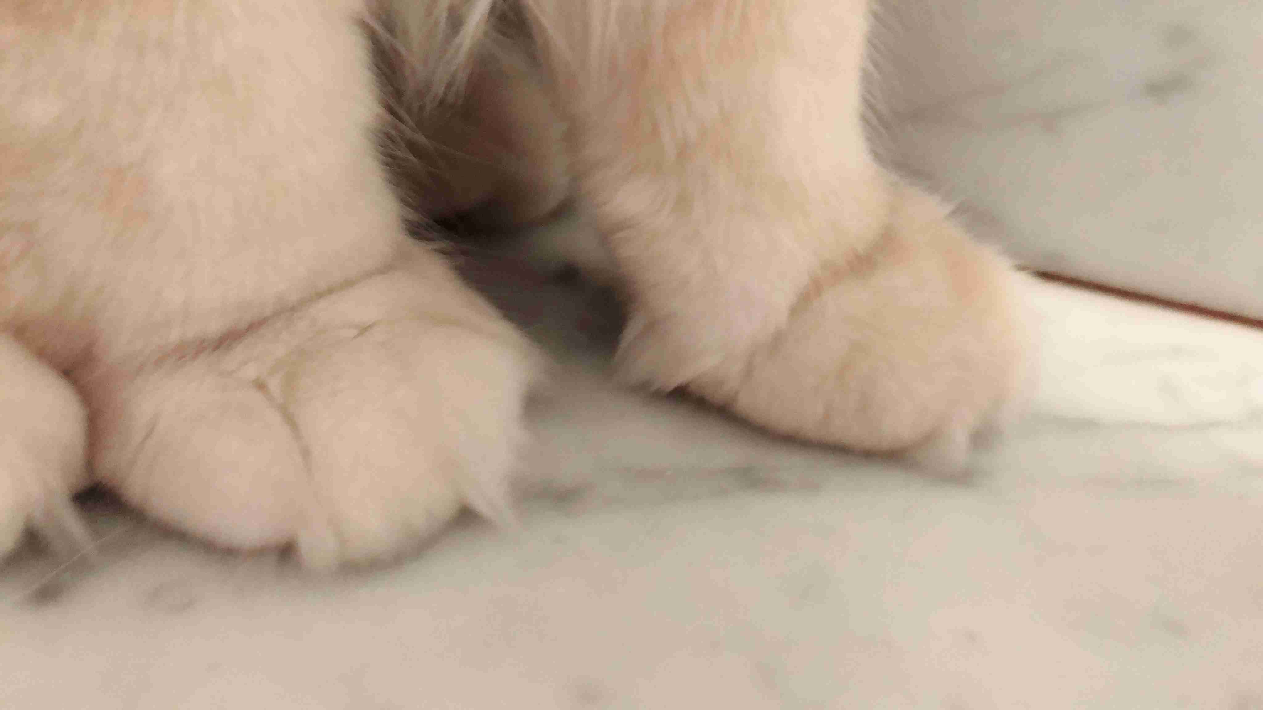 (身バレしない程度に)お宅の猫ちゃん見せてください!