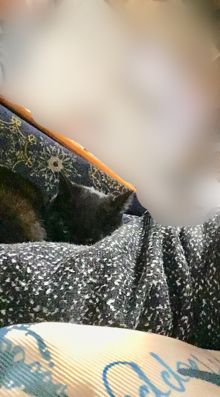 (身バレしない程度に)お宅の猫ちゃん見せてください!