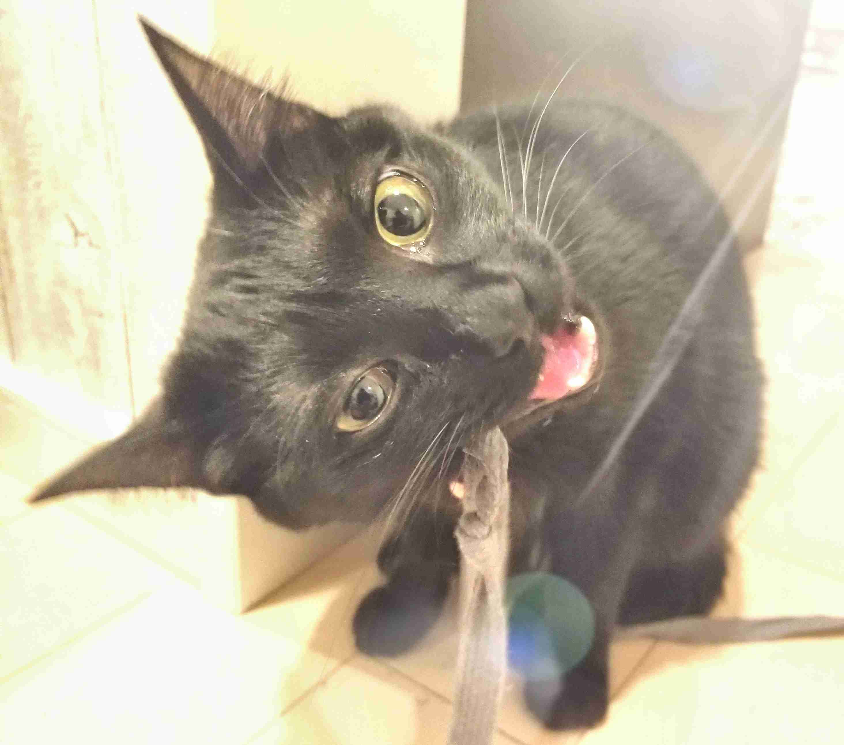 (身バレしない程度に)お宅の猫ちゃん見せてください!