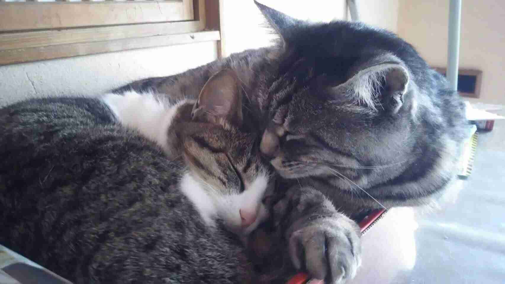 (身バレしない程度に)お宅の猫ちゃん見せてください!