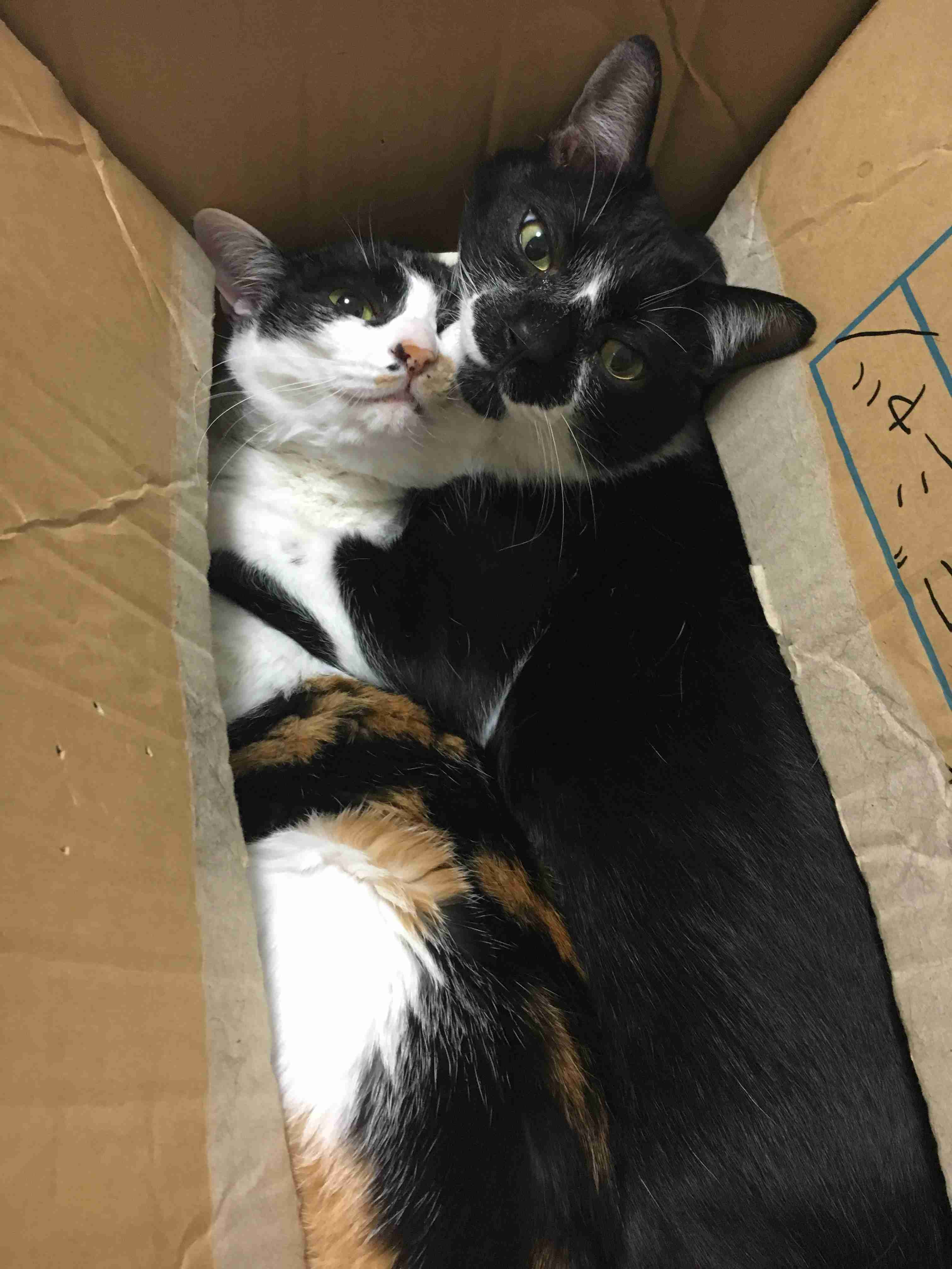 (身バレしない程度に)お宅の猫ちゃん見せてください!