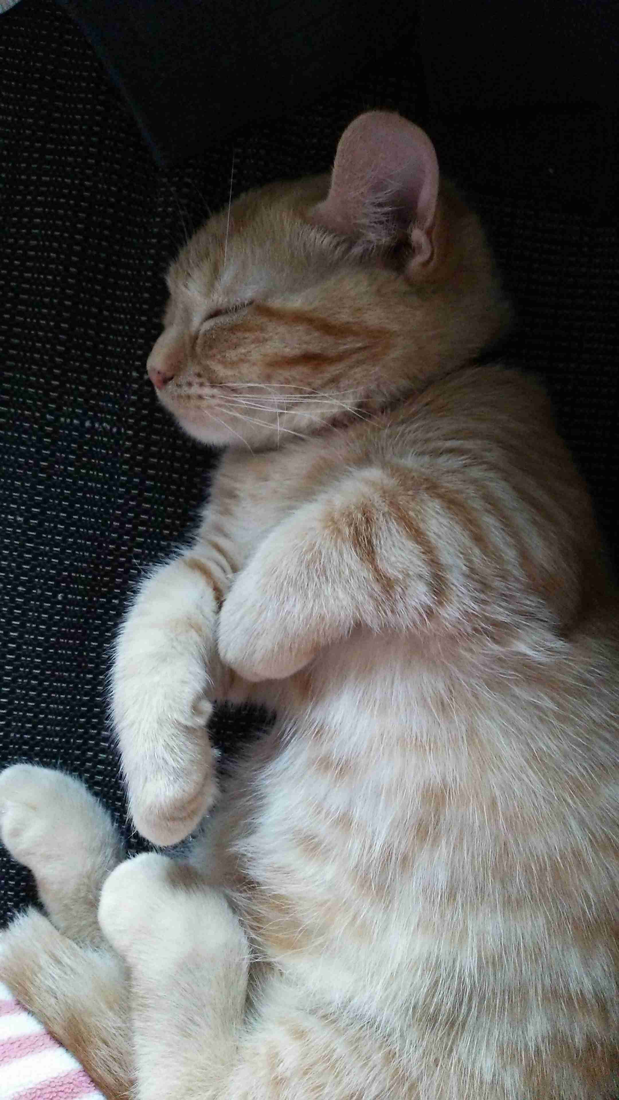 (身バレしない程度に)お宅の猫ちゃん見せてください!