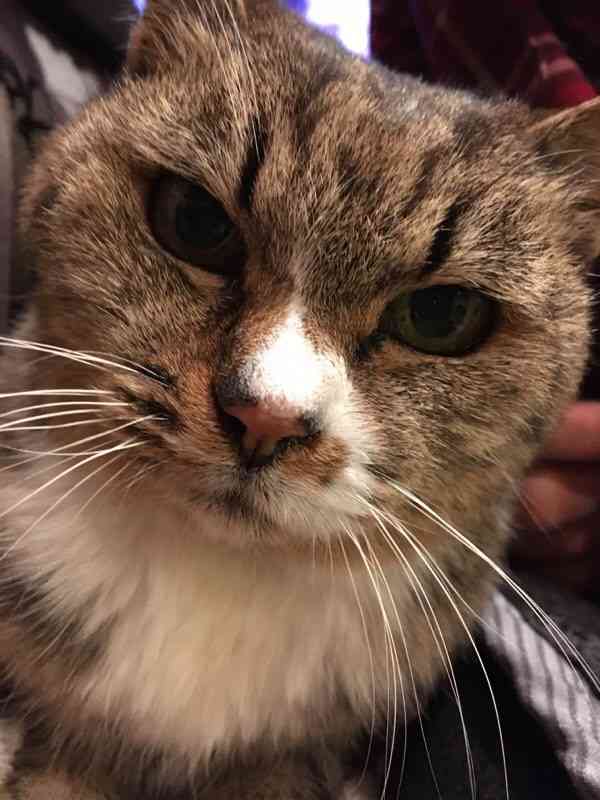 (身バレしない程度に)お宅の猫ちゃん見せてください!