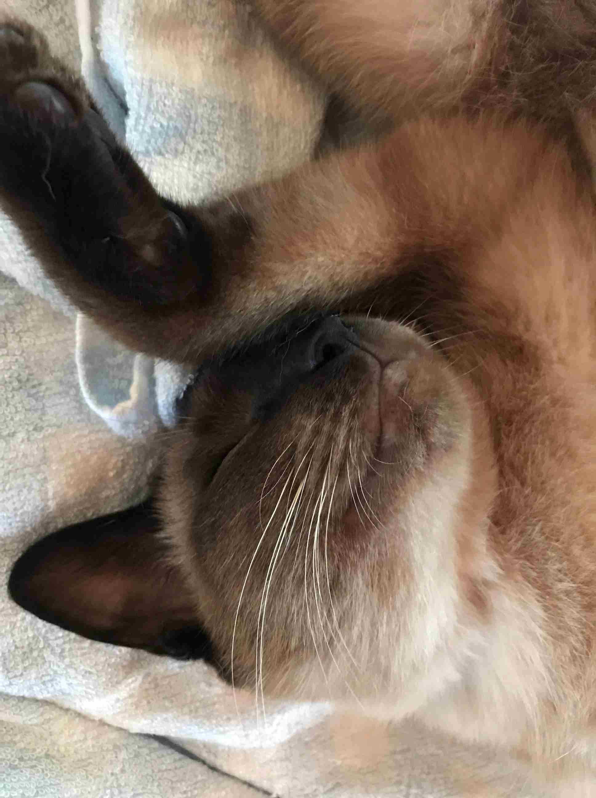 (身バレしない程度に)お宅の猫ちゃん見せてください!