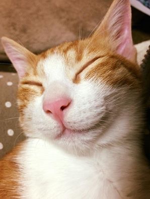 (身バレしない程度に)お宅の猫ちゃん見せてください!