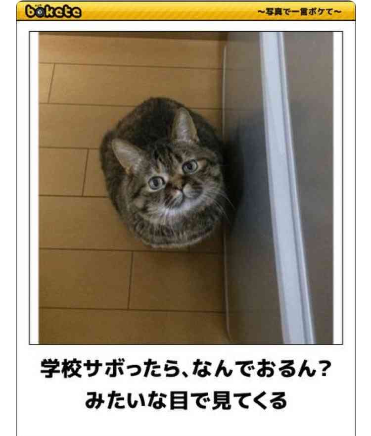 (身バレしない程度に)お宅の猫ちゃん見せてください!