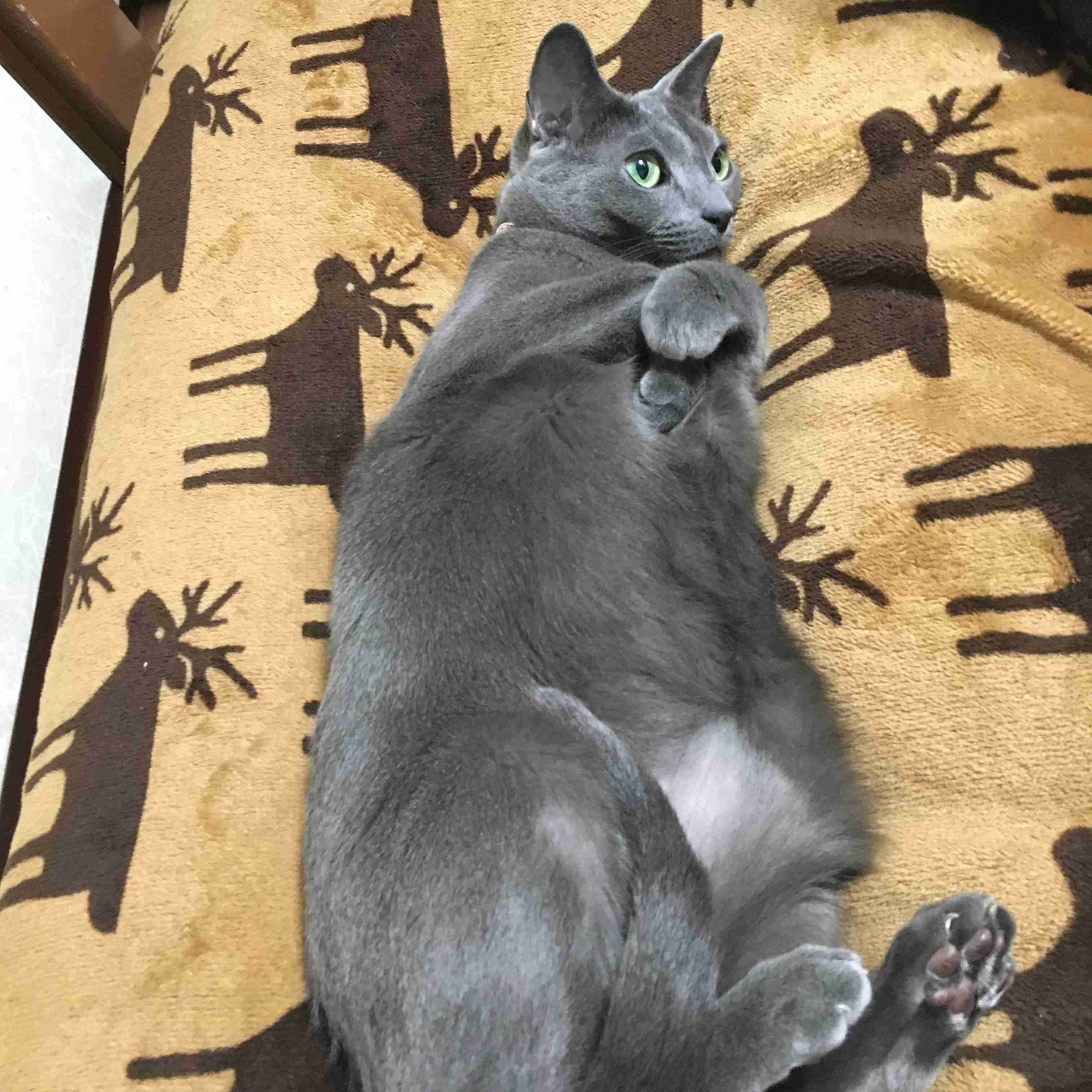 (身バレしない程度に)お宅の猫ちゃん見せてください!