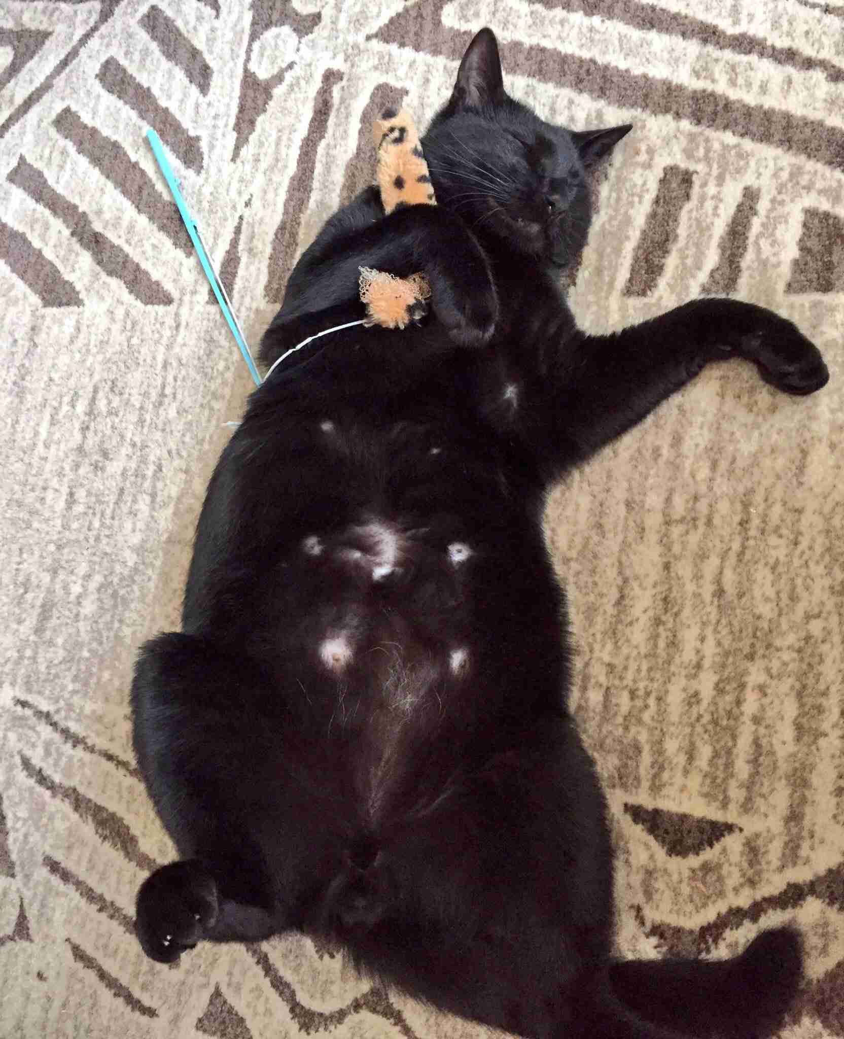 (身バレしない程度に)お宅の猫ちゃん見せてください!