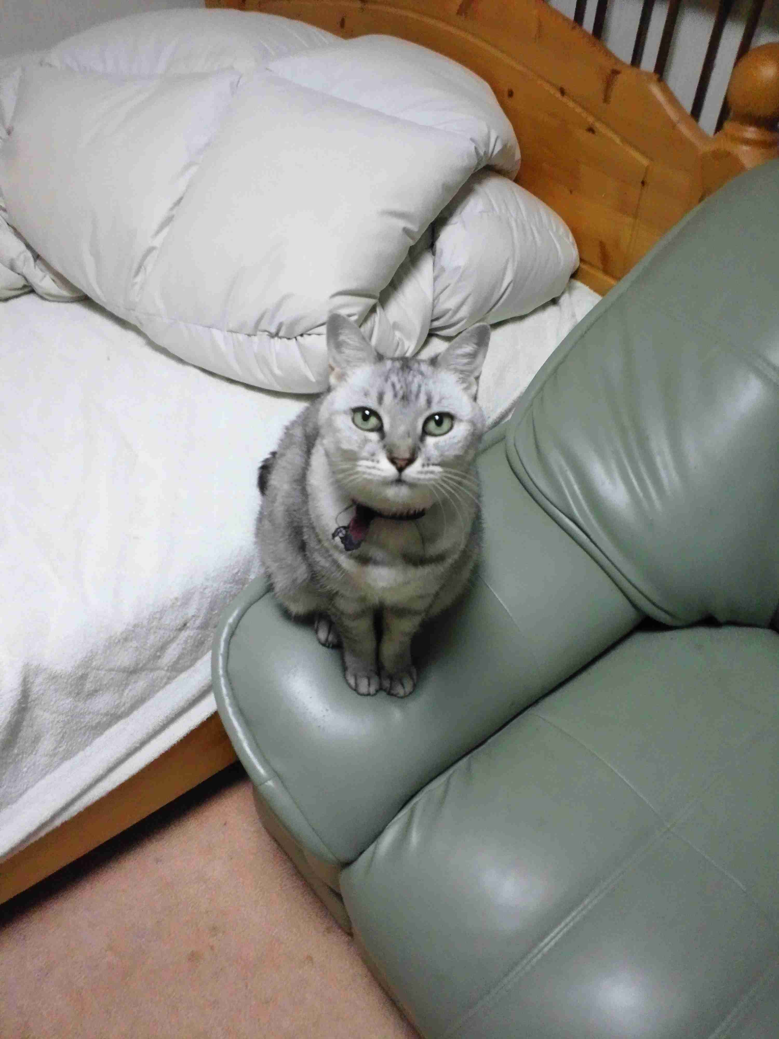 (身バレしない程度に)お宅の猫ちゃん見せてください!