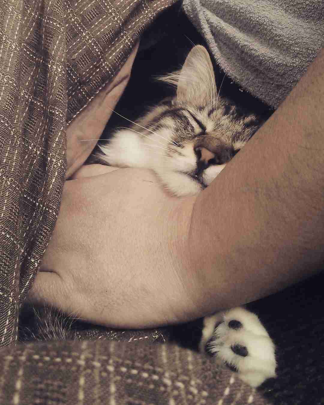 (身バレしない程度に)お宅の猫ちゃん見せてください!