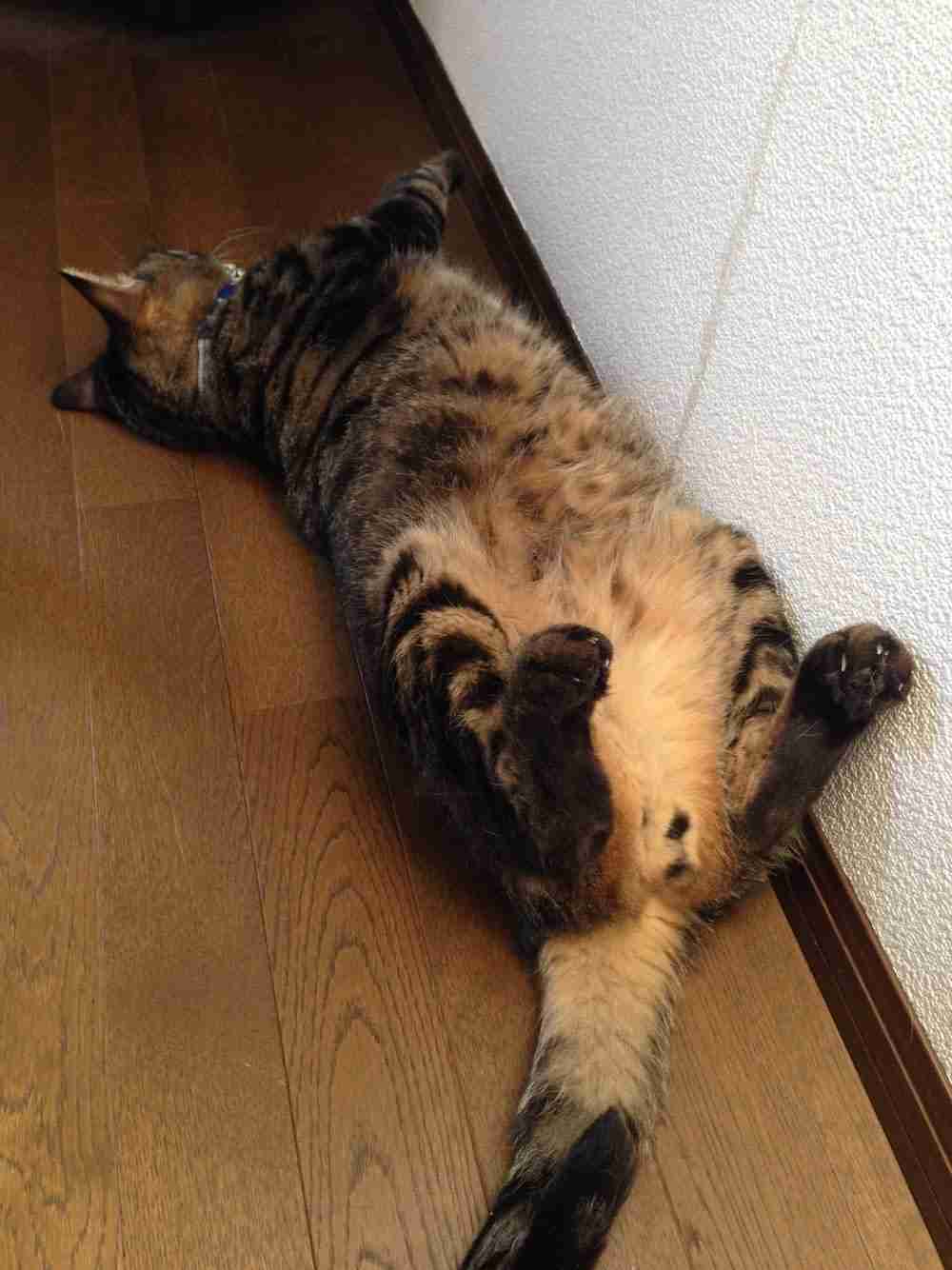 (身バレしない程度に)お宅の猫ちゃん見せてください!