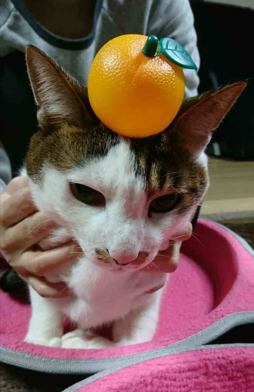(身バレしない程度に)お宅の猫ちゃん見せてください!