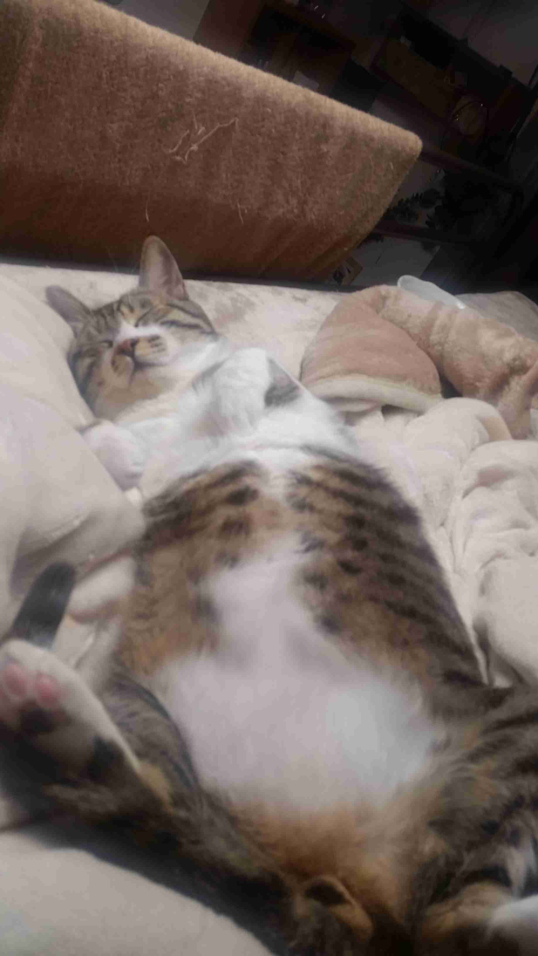 (身バレしない程度に)お宅の猫ちゃん見せてください!