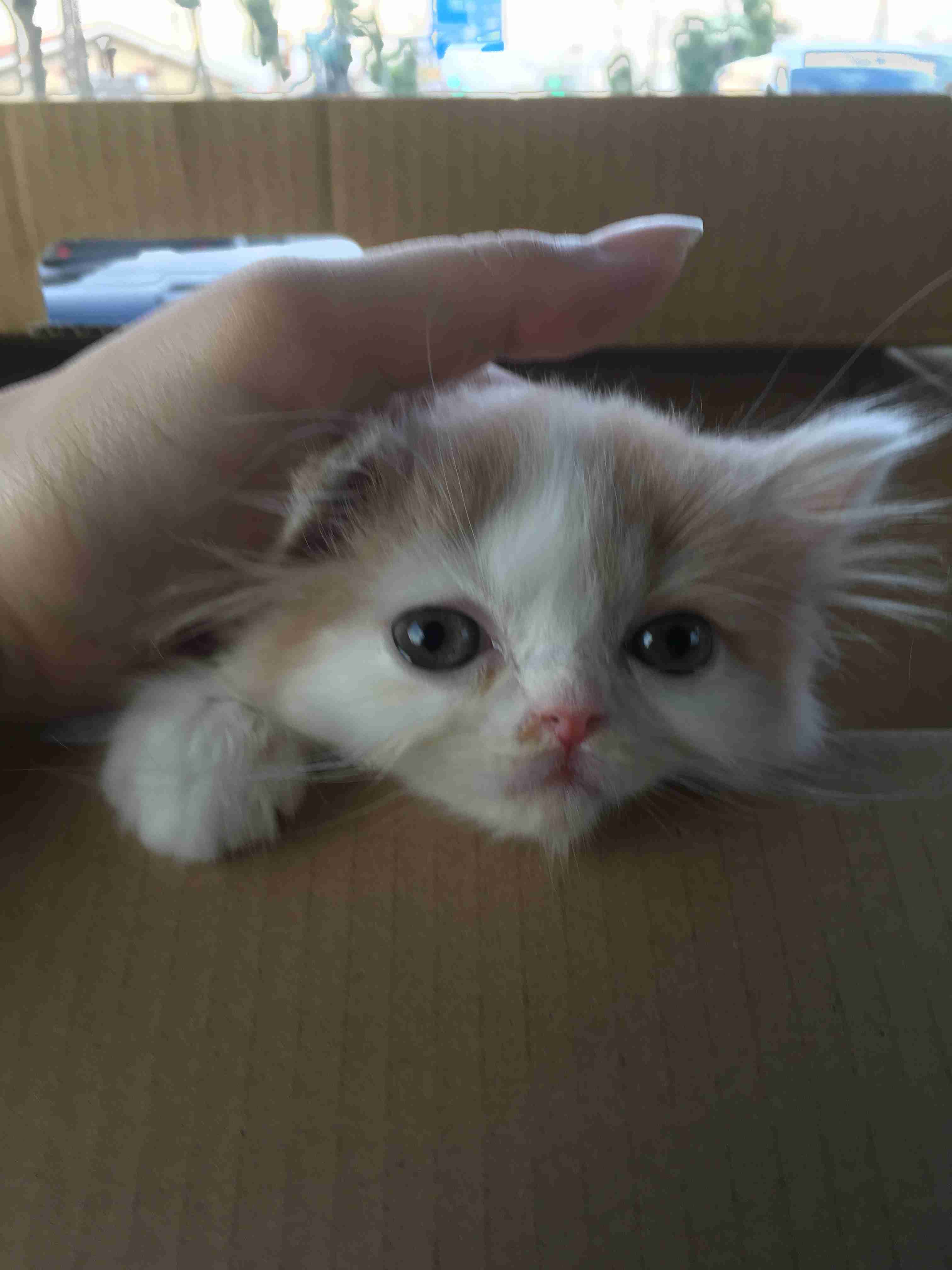 (身バレしない程度に)お宅の猫ちゃん見せてください!
