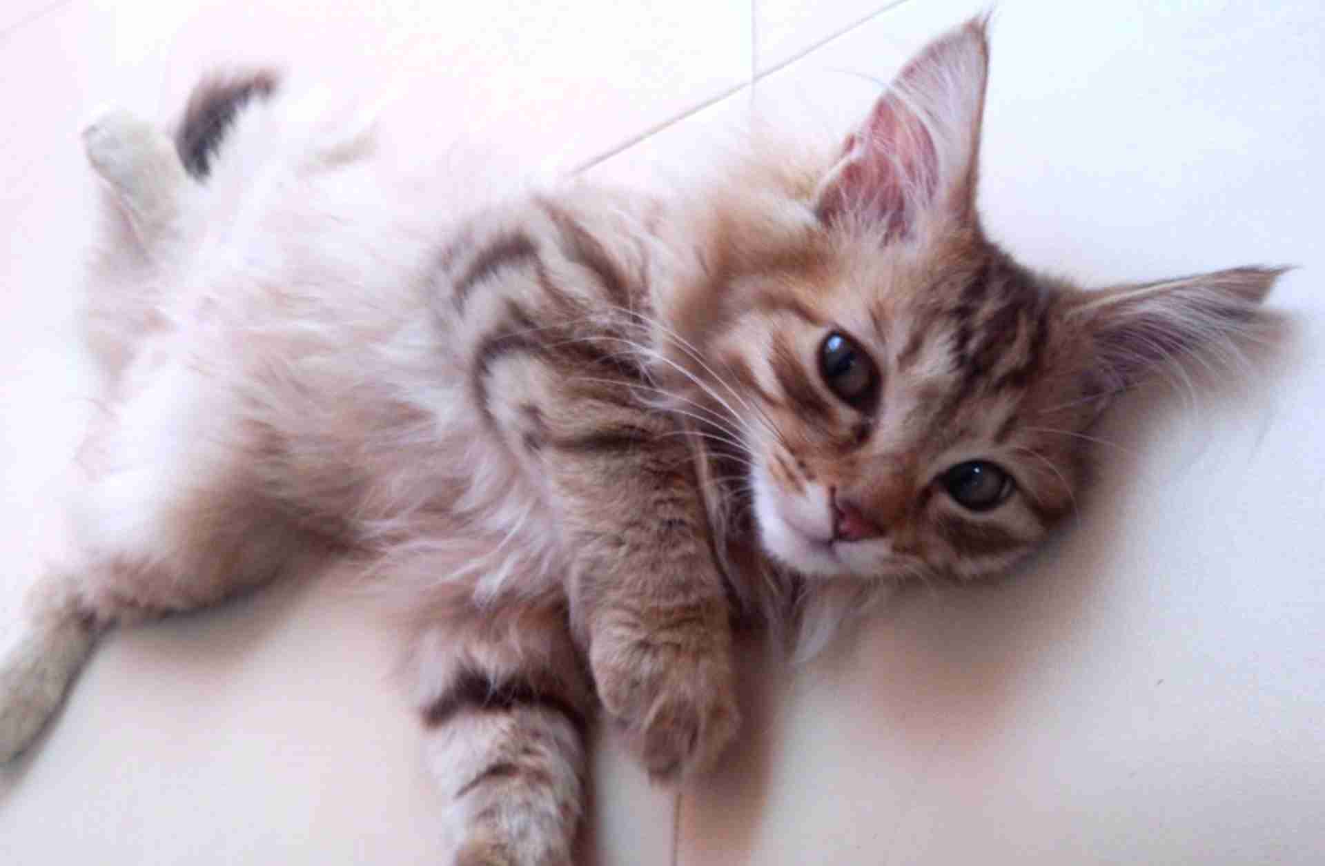 (身バレしない程度に)お宅の猫ちゃん見せてください!