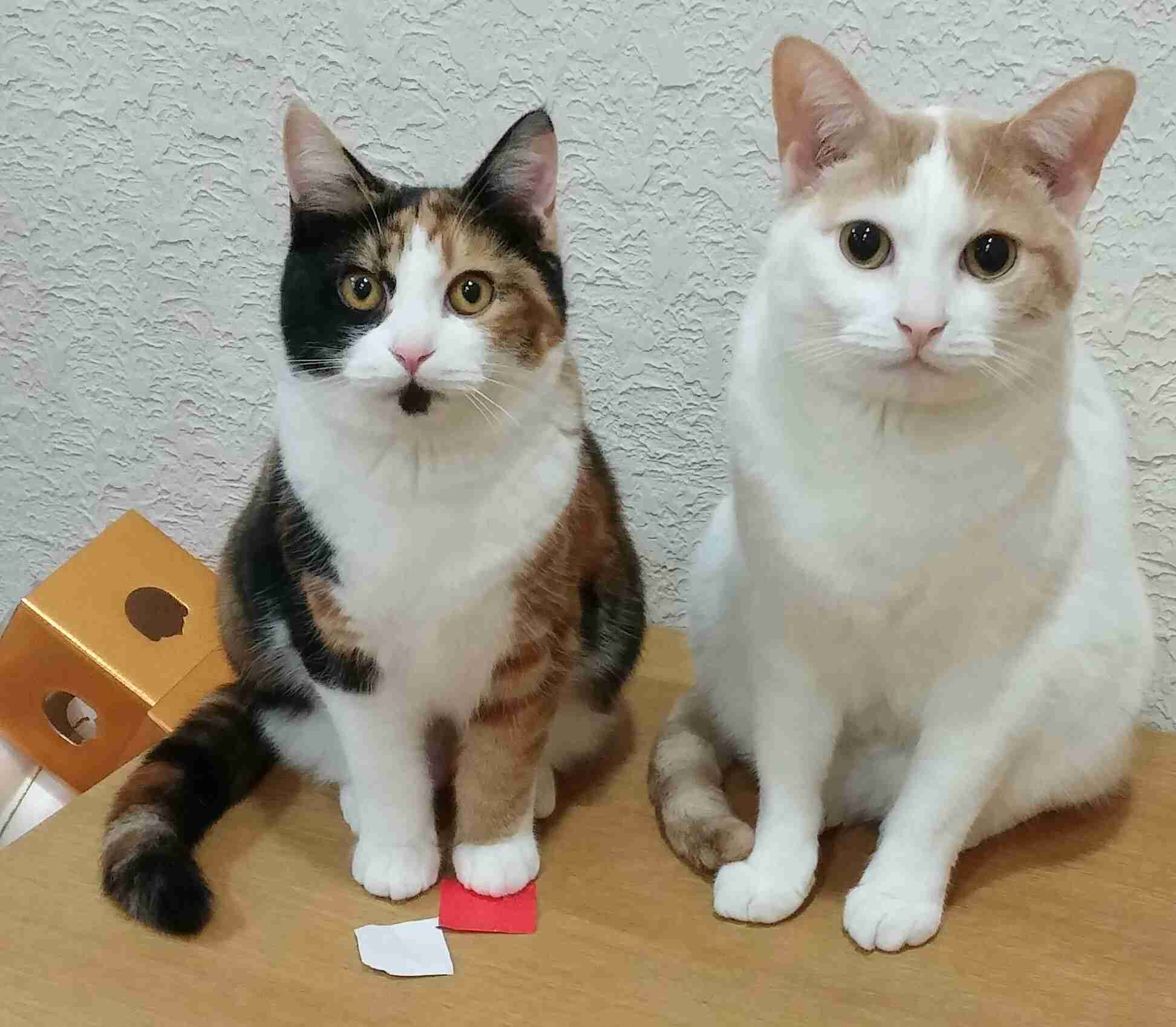(身バレしない程度に)お宅の猫ちゃん見せてください!