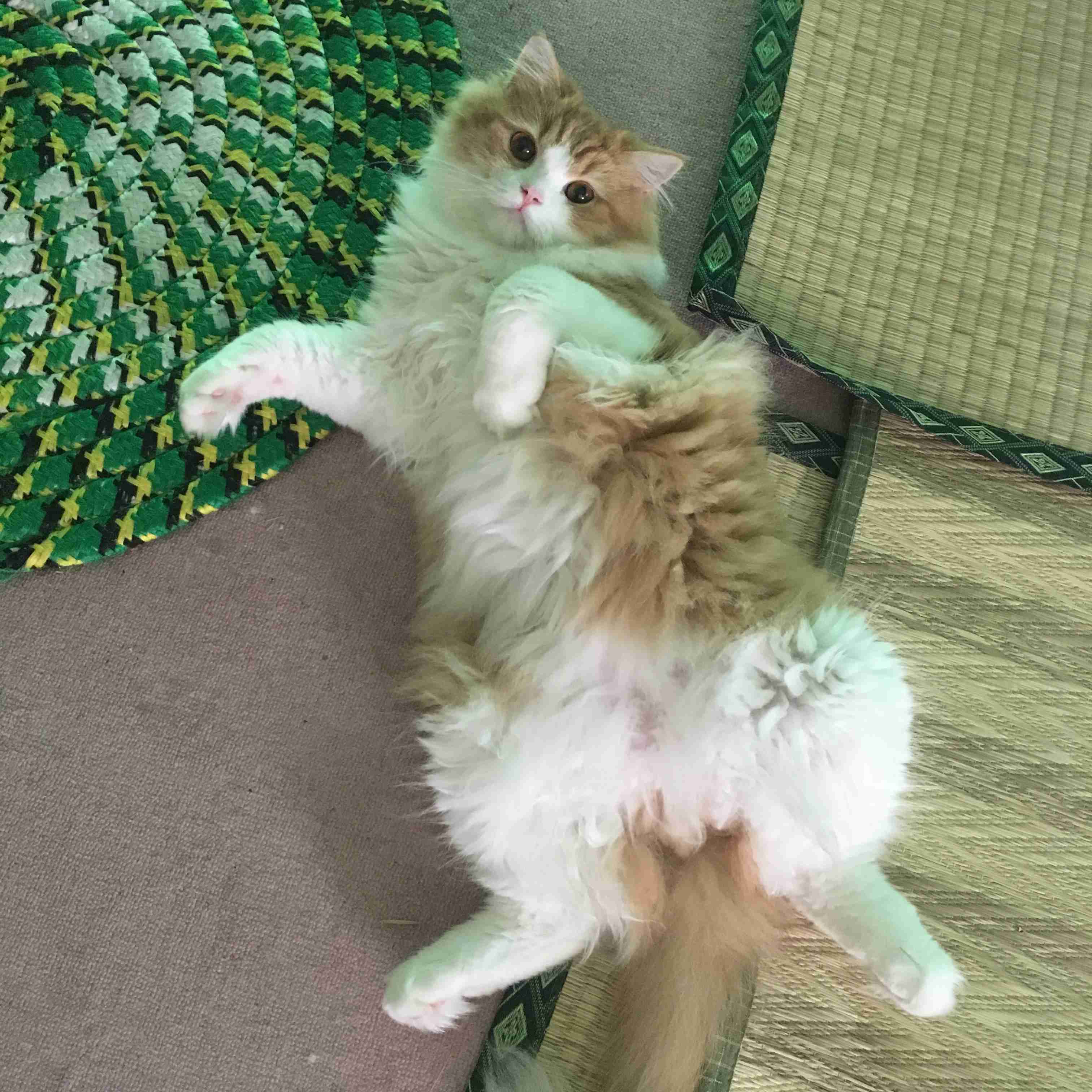 (身バレしない程度に)お宅の猫ちゃん見せてください!