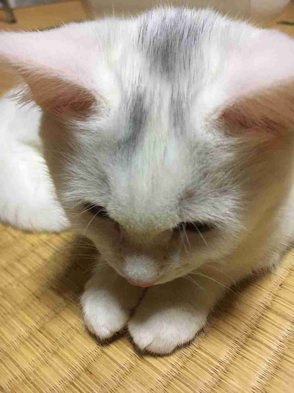 (身バレしない程度に)お宅の猫ちゃん見せてください!