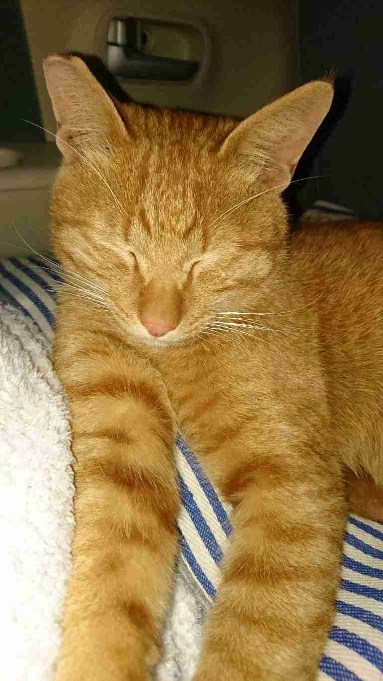 (身バレしない程度に)お宅の猫ちゃん見せてください!