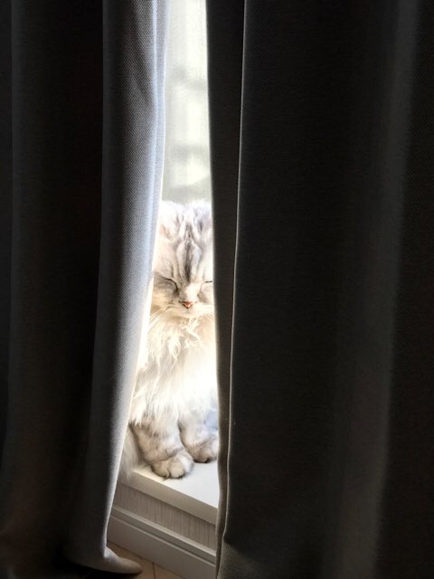 (身バレしない程度に)お宅の猫ちゃん見せてください!