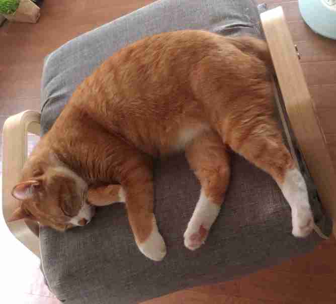 (身バレしない程度に)お宅の猫ちゃん見せてください!
