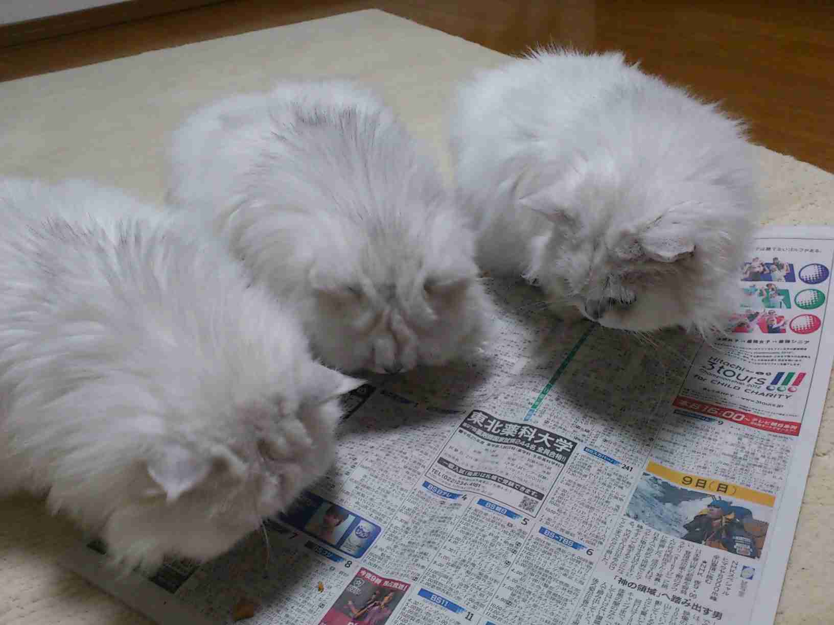 (身バレしない程度に)お宅の猫ちゃん見せてください!